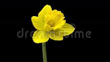 黄色的水仙花<strong>开放</strong>它们的<strong>花朵</strong>